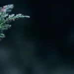 2ndBG-1.png