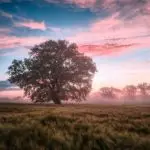 field, morning, sunrise-6574455.jpg